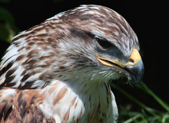 Königsbussard (Buteo regalis)