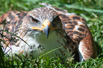 Königsbussard (Buteo regalis)