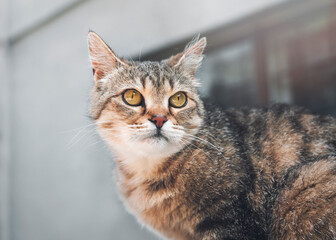 Brown white tabby cat with yellow eyes looks to the side. Outdoor.