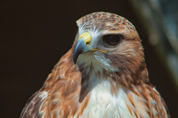 Königsbussard (Buteo regalis)