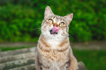Funny striped tricolor cat licks its lips. A cat with yellow eyes sits in the garden and looks up. Blurred background of green bushes.