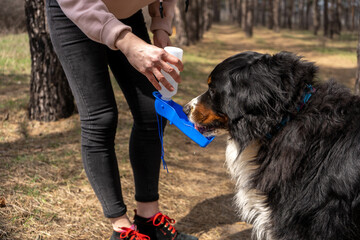 Bernese mountain dog drinks from the special portable pet drinking bottle while walk in forest with the owner