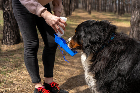 Bernese Mountain Dog Drinks From The Special Portable Pet Drinking Bottle While Walk In Forest With The Owner