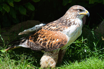 Königsbussard (Buteo regalis)