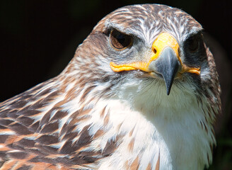 Königsbussard (Buteo regalis)