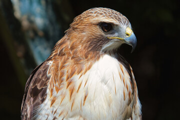 Königsbussard (Buteo regalis)