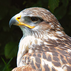 Königsbussard (Buteo regalis)