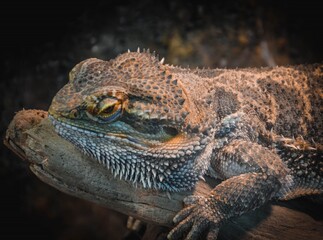 close up of a lizard