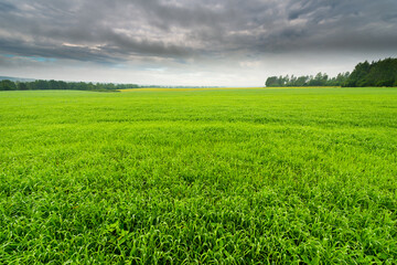 Fog on forest meadows in a rainy morning. Grass covered with dew in the foreground