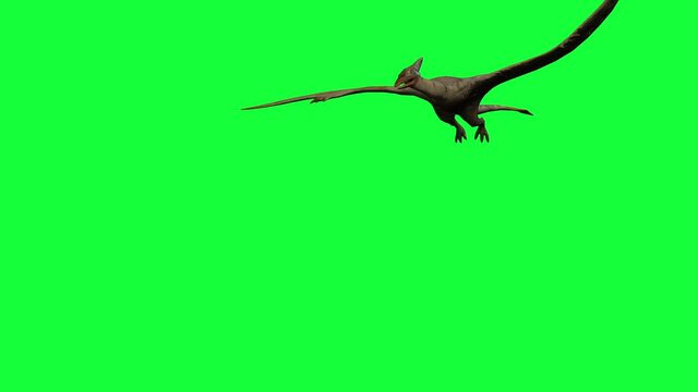 Pterodactyl fly .3d animation on  green screen