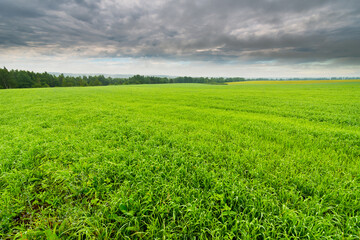 Fog on forest hilly meadows in a rainy morning. Grass covered with dew in the foreground