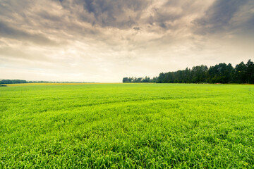 Fototapeta premium Fog on forest meadows in a rainy morning. Grass covered with dew in the foreground