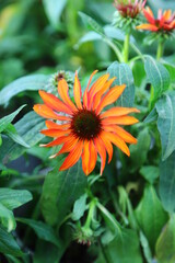 orange flower in garden
