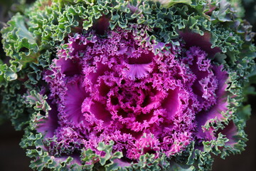 red cabbage close up