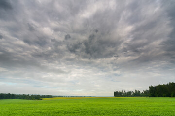 Fog on forest meadows in a rainy morning