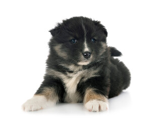 puppy Finnish Lapphund in studio