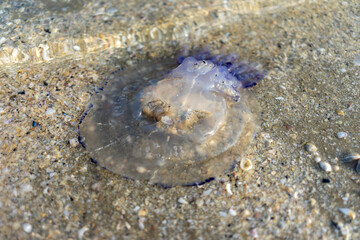 Méduse sur la plage