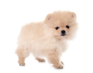 Obraz premium puppy pomeranian in studio