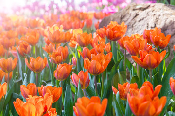 Beautiful tulip in the garden.