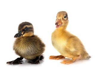 ducklings in studio