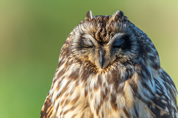 Short eared owl Asio flammeus sleeping closeup