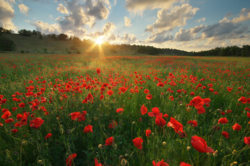 Obraz premium Spring meadow of poppies.