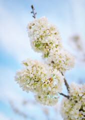 Spring flower and bud on tree.