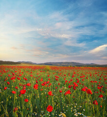 Poppies meadow landscape.