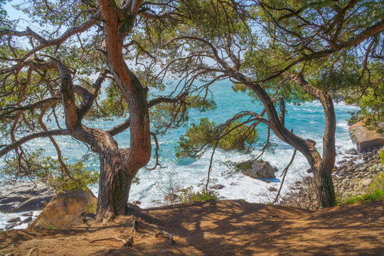Natural landscape of spurce and sea