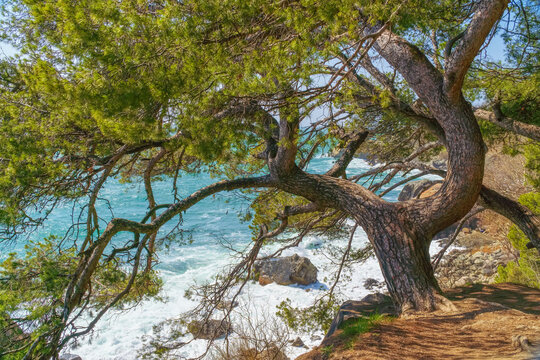 Natural landscape of spurce and sea