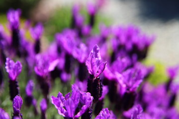 Spanish lavender