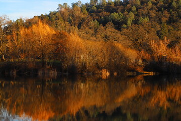 autumn trees reflected in water
