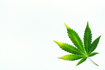 Cannabis leaf on white background.Growing medical marijuana.