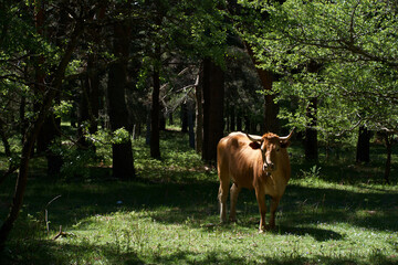 krowa zwierze łąka trawa natura