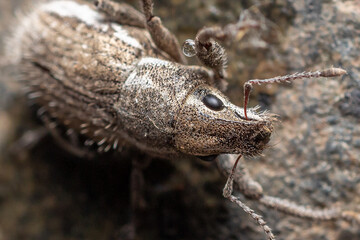 burrito de la vid o Naupactus xanthographus