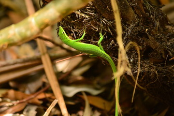 サキシマカナヘビ