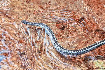 blue european viper, striped venomous dangerous snake nature wild