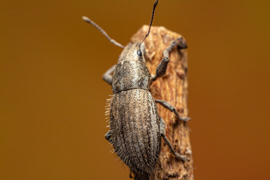 burrito de la vid o Naupactus xanthographus