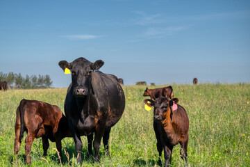 A black angus cow and calf graze on a green meadow.