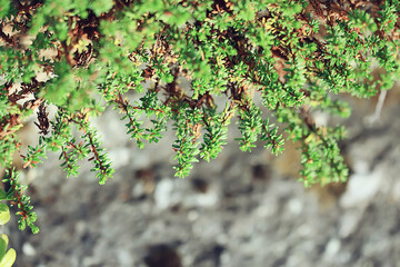 spring branches young leaves, abstract background seasonal march april, buds on branches nature