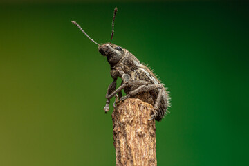 burrito de la vid o Naupactus xanthographus