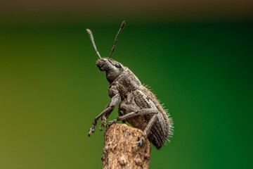 burrito de la vid o Naupactus xanthographus