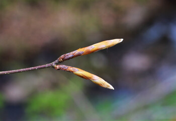 a twig with beech buds