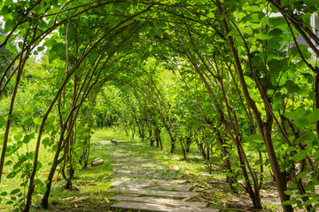 Greenery arch of Mulberry plant on walkway pavement in agriculture garden