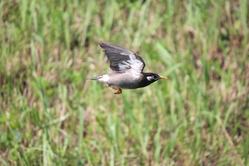 むくどり　　飛んでいる椋鳥