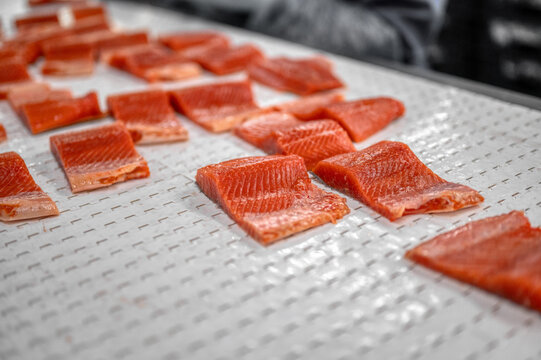 Many pieces of salmon fillet lie on a white metal conveyor