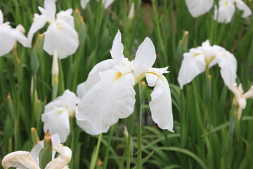 Fototapeta premium 菖蒲。日本の技によって生まれた菖蒲。「蛇籠の波」