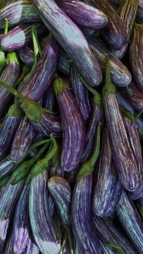 Purple Brinjal