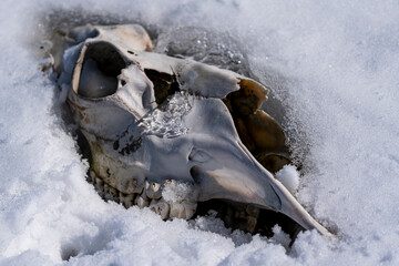 Skull emerges when the snow melts in the mountain.