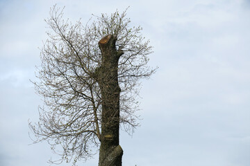 Pruned tree on sky background